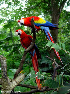 Macaws